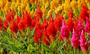 Variety of Annuals plants