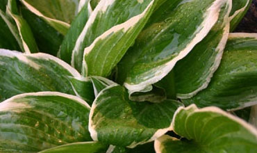 Variety of Perennial plants