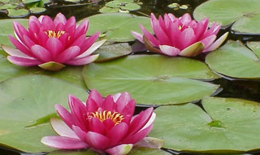 Variety of water plants