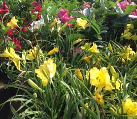plant nursery with yellow flowers